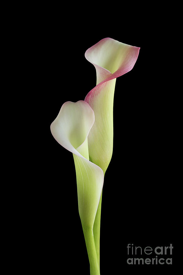 Two Calla Lilies Photograph by Ann Garrett