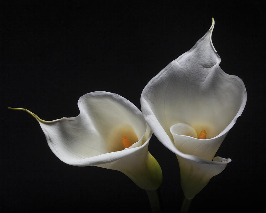 Flower Photograph - Two Calla Lilies by George Oze