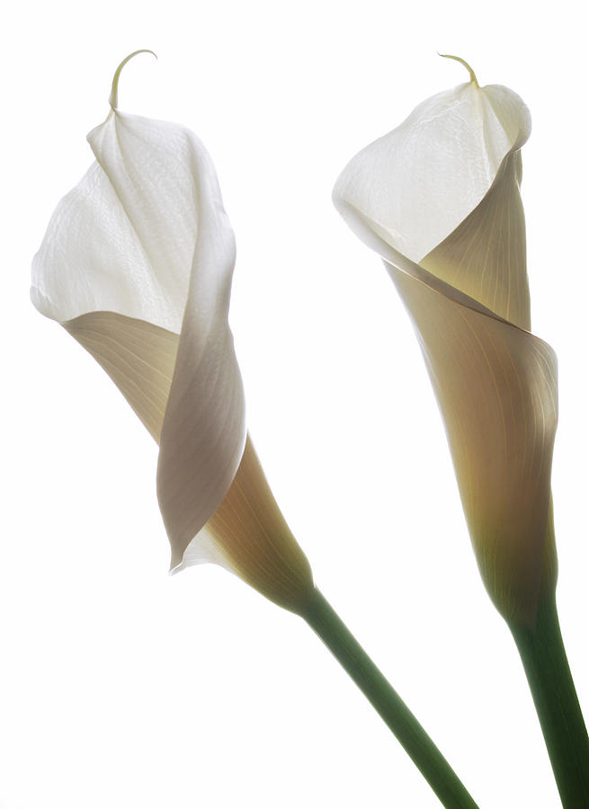 Two Calla Lilies Photograph by Terence Davis