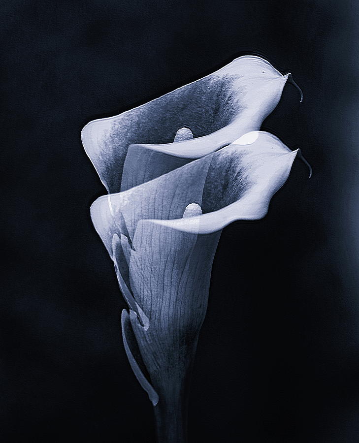 Flower Photograph - Two Calla Lily Monochrome by Jeff Townsend