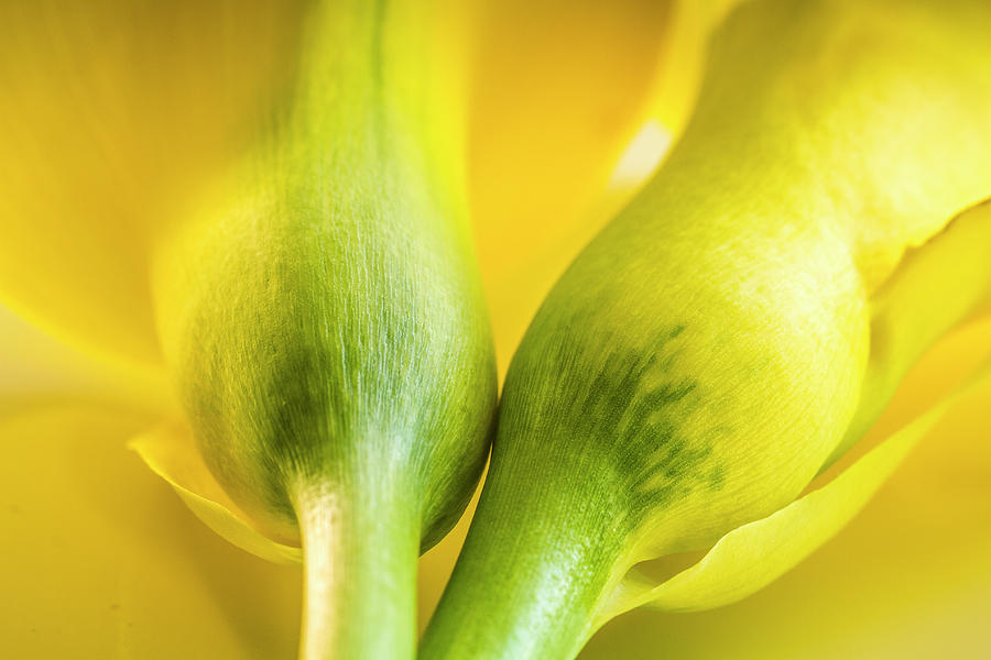 Two Calla Lily Stems Photograph by Teri Virbickis