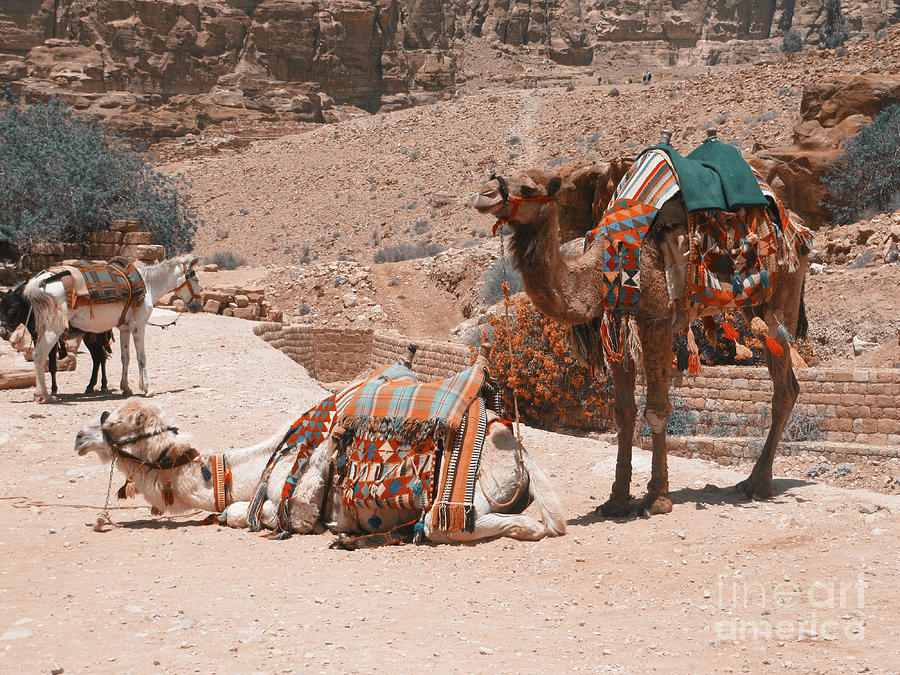 Two Camels Petra Photograph by Donna L Munro