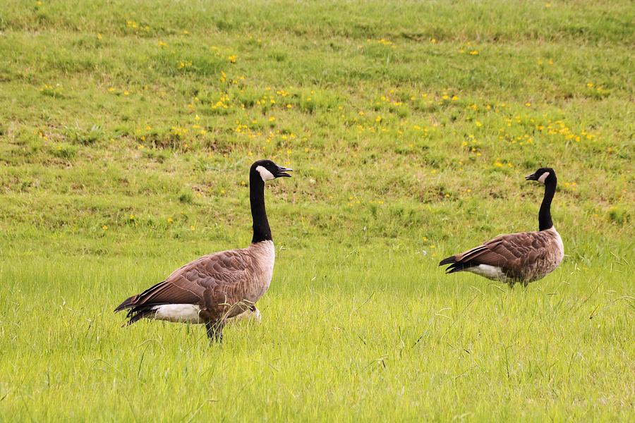 Nature Photograph - Two Canada Geese in Green Field by Sheila Brown