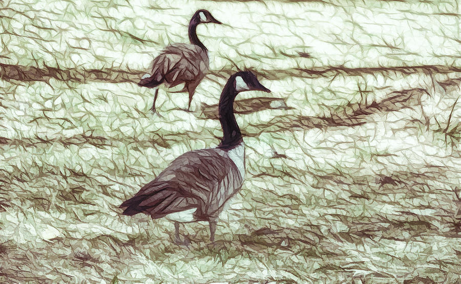 Two Canadian Geese 2 Painting by Jeelan Clark