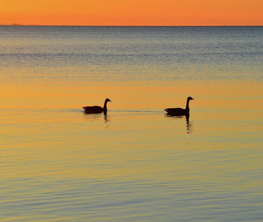 Two Canadian Geese  Digital Art by Lyle Crump