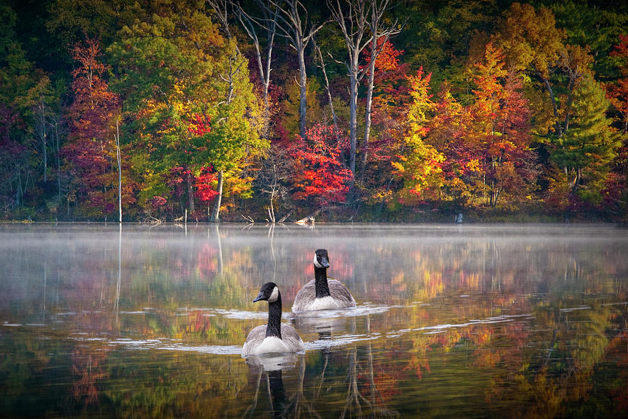 Two Canadian Geese swimming in Autumn Photograph by Randall Nyhof
