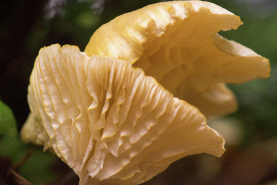 Two Cantharellus Photograph by Douglas Barnett