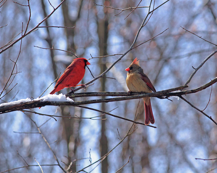 Two Cardinals Photograph by Angela Murdock