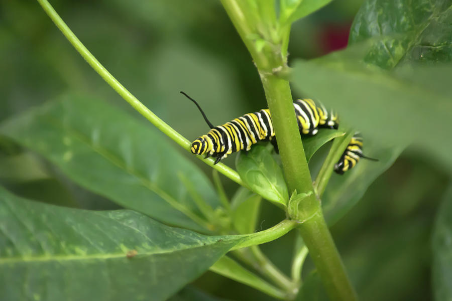 Two Caterpillar Photograph