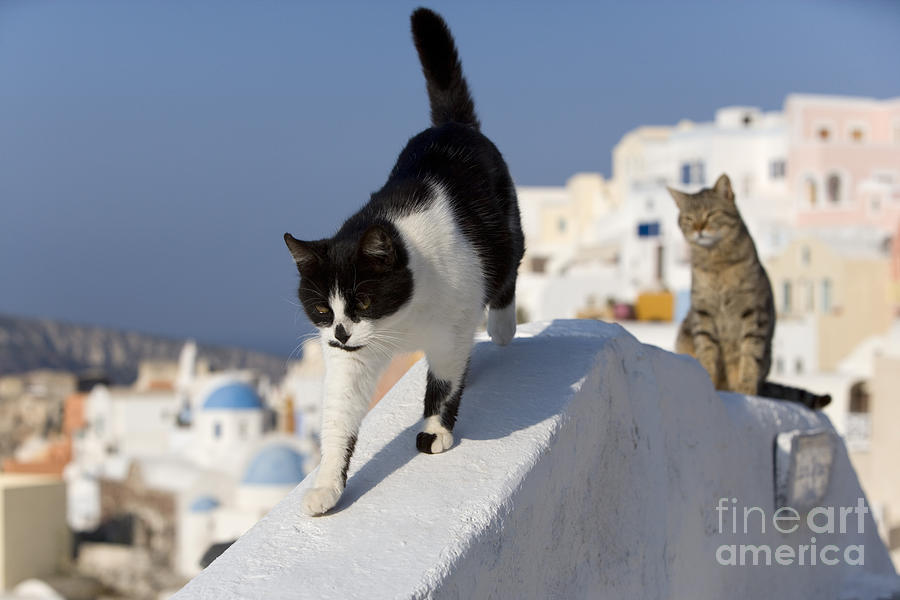 Cat Photograph - Two Cats, Cyclades Islands by Jean-Louis Klein & Marie-Luce Hubert