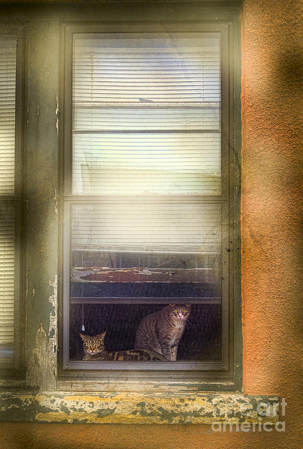 Two Cats of Elm Photograph by Craig J Satterlee