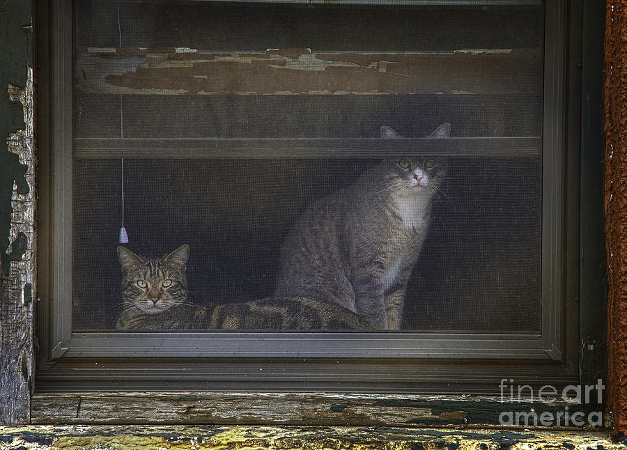 Two Cats of New Ulm Photograph by Craig J Satterlee