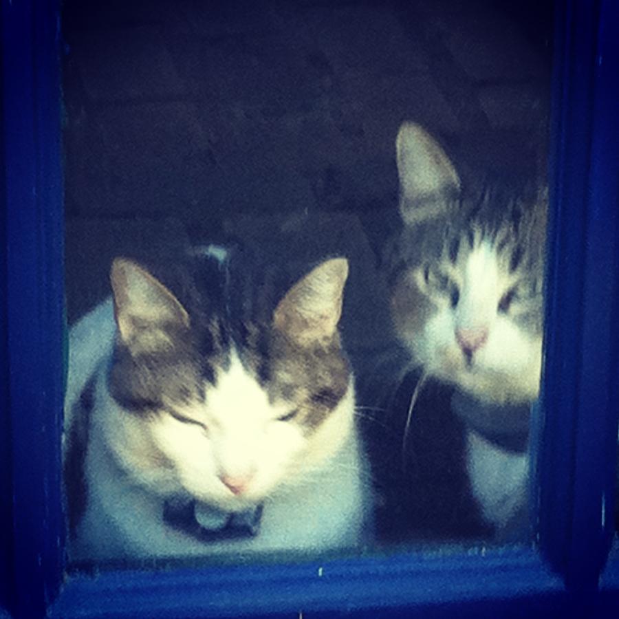 Two Cats on Baylor St. by Cherylene Henderson Two Cats on Baylor St. by Cherylene Henderson