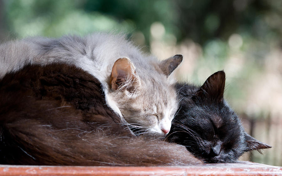 Two Cats  sleeping  Photograph by Michalakis Ppalis