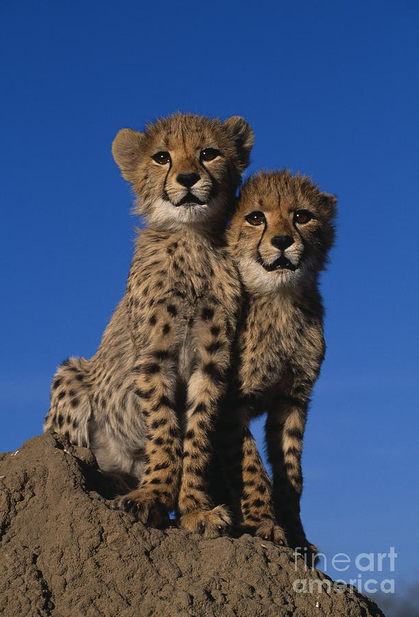 Animal Photograph - Two Cheetah Cubs by Martin Harvey and Photo Researchers