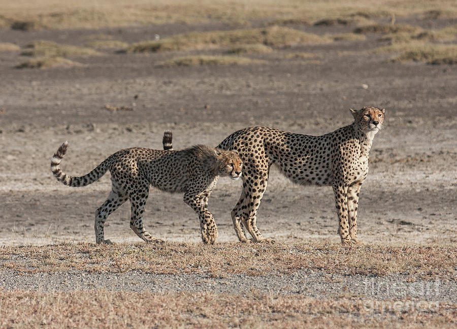 Two Cheetahs Photograph by Chris Scroggins