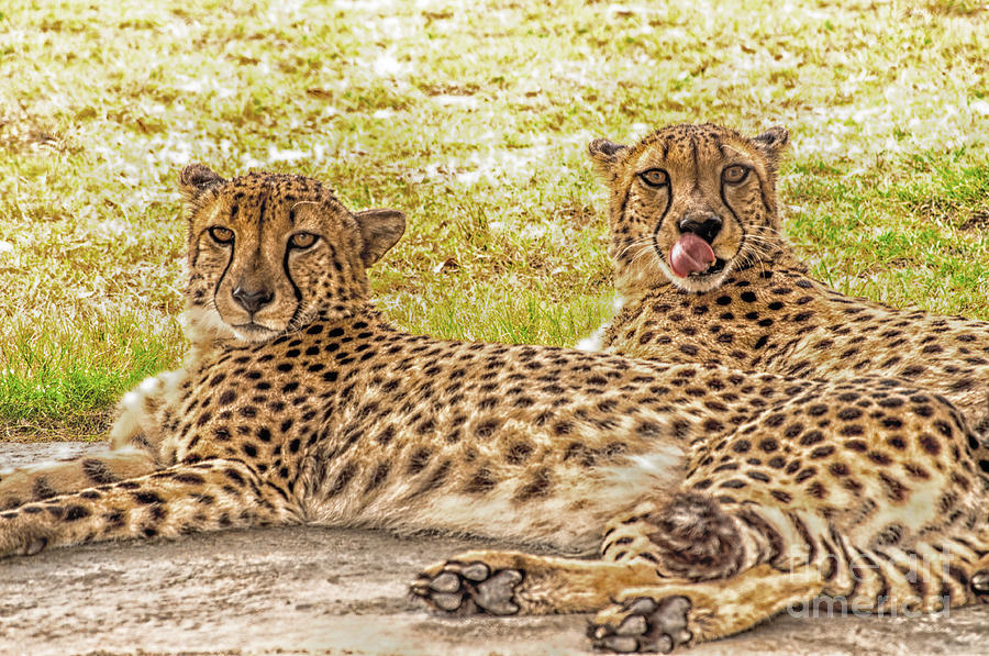 Two Cheetahs Expressions Photograph by Frances Ann Hattier