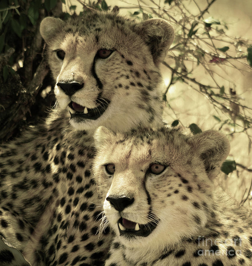 Two cheetahs by Frank Stallone Two cheetahs by Frank Stallone