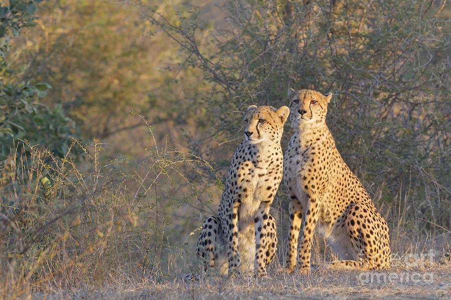 Two Cheetahs in Early Morning Photograph by Bart Breet
