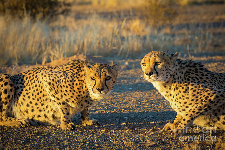 Two Cheetahs Photograph by Inge Johnsson