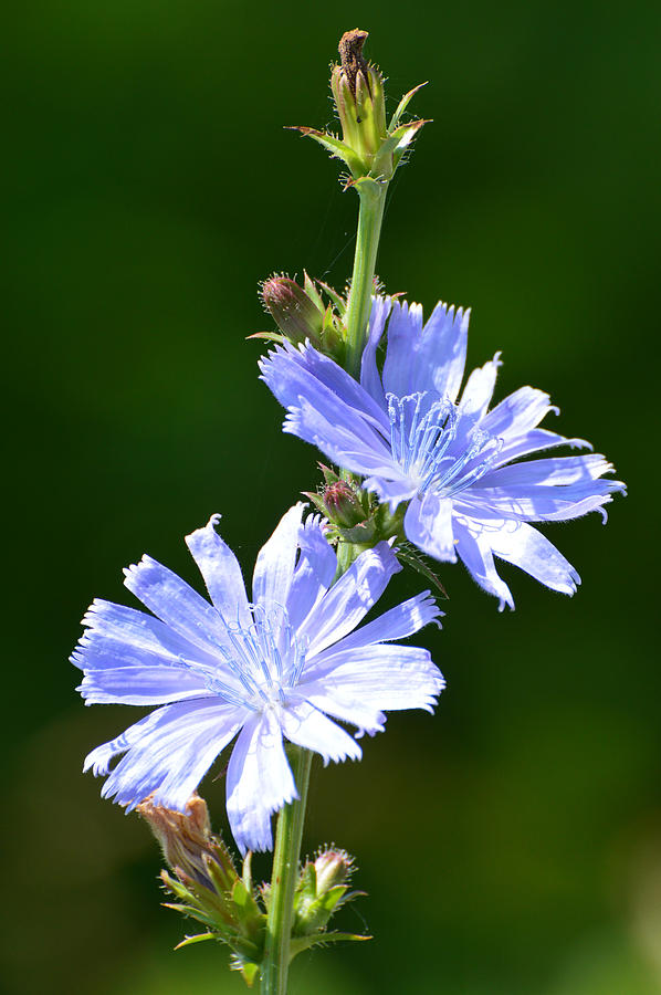 Two Chickory Flowers  Photograph by Lyle Crump