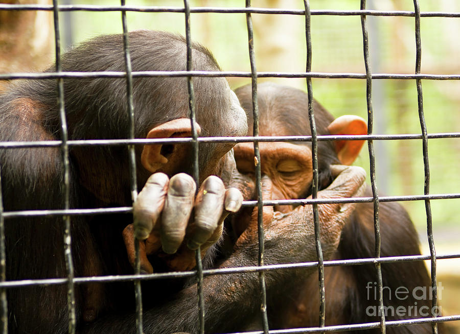 Two chimpanzee in cave Photograph by Irina Afonskaya