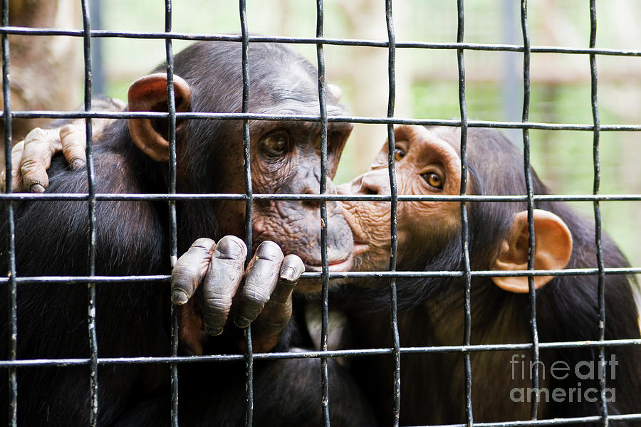 Two chimpanzee kissing in cave Photograph by Irina Afonskaya