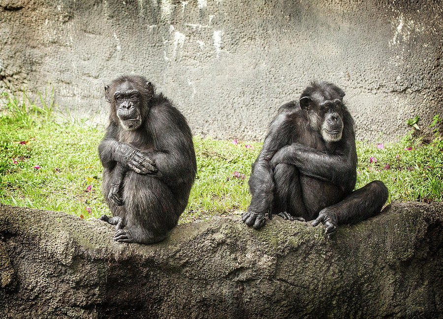 Two Chimps Photograph by Al Hurley