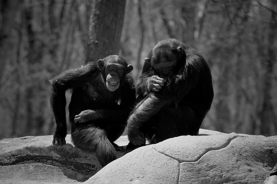 Two Chimps I BW Photograph by David Gordon