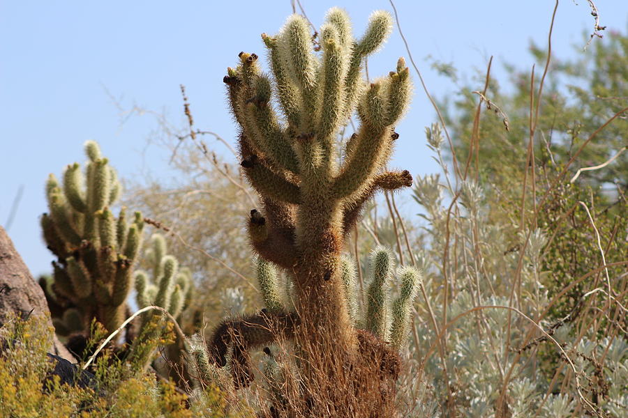 Two Cholla Cacti in California Desert Photograph by Colleen Cornelius