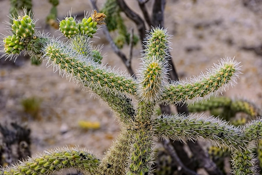 Two Cholla Friends Photograph
