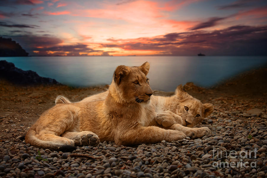 Lion Photograph - Two by Christine Sponchia