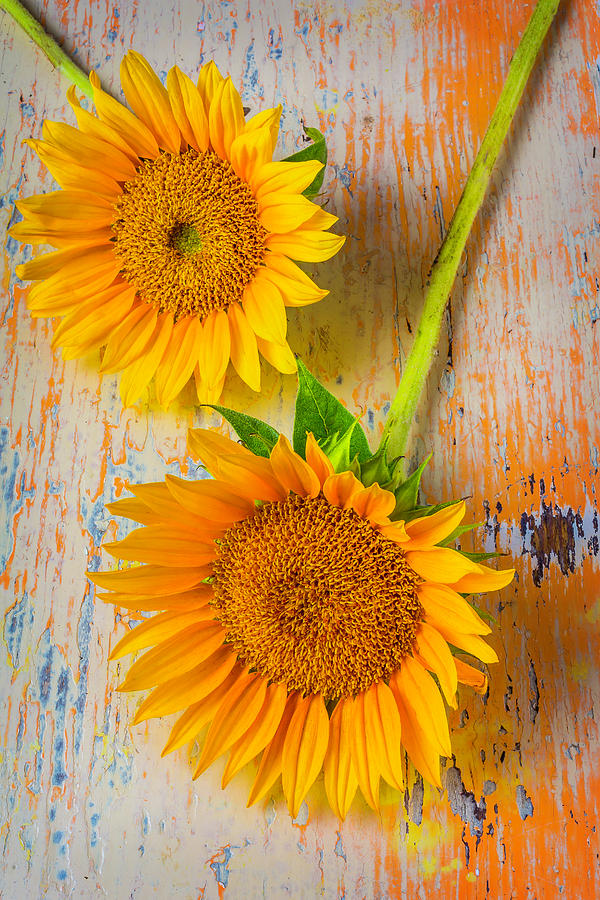 Two Classic Sunflowers Photograph by Garry Gay