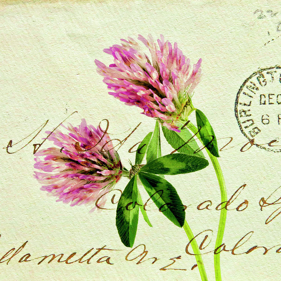 Two Clover Flowers with Postcard Overlay. Photograph by John Paul Cullen