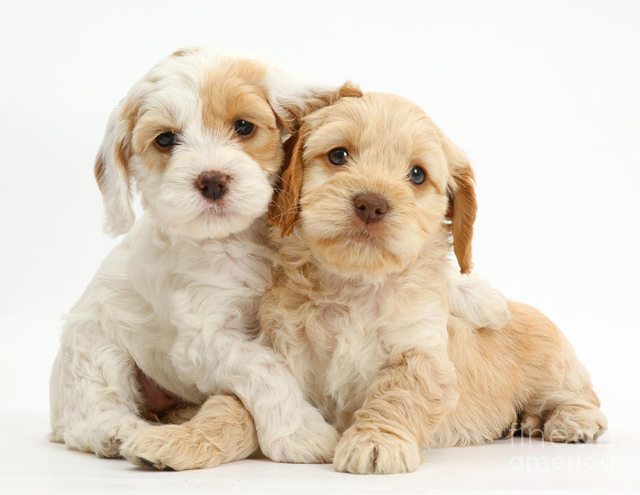 Two Cockapoo Puppies Photograph by Mark Taylor