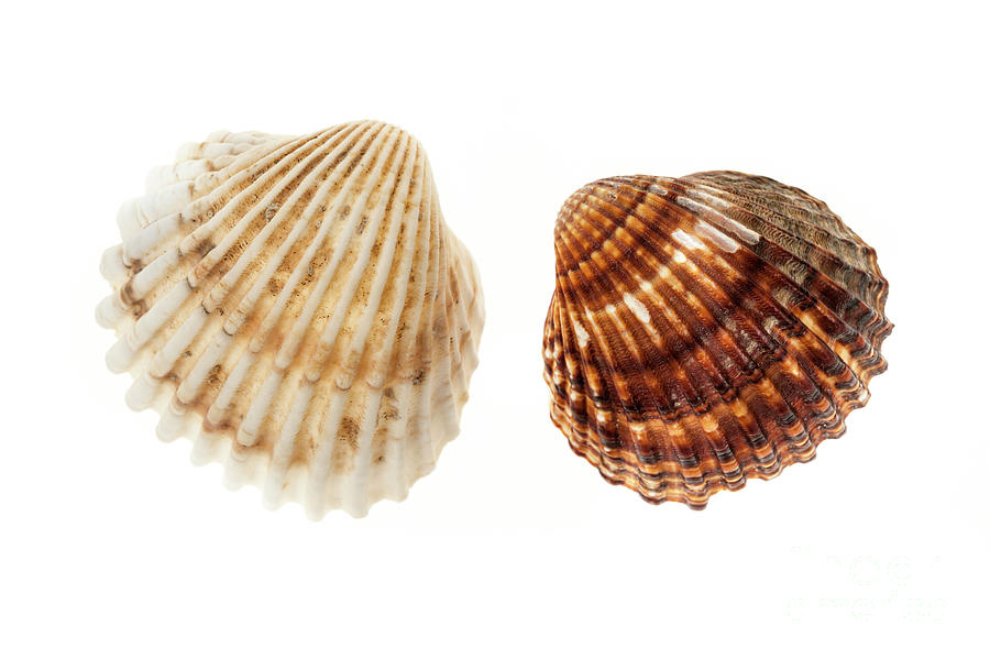 Two cockle shells Photograph by Elena Elisseeva