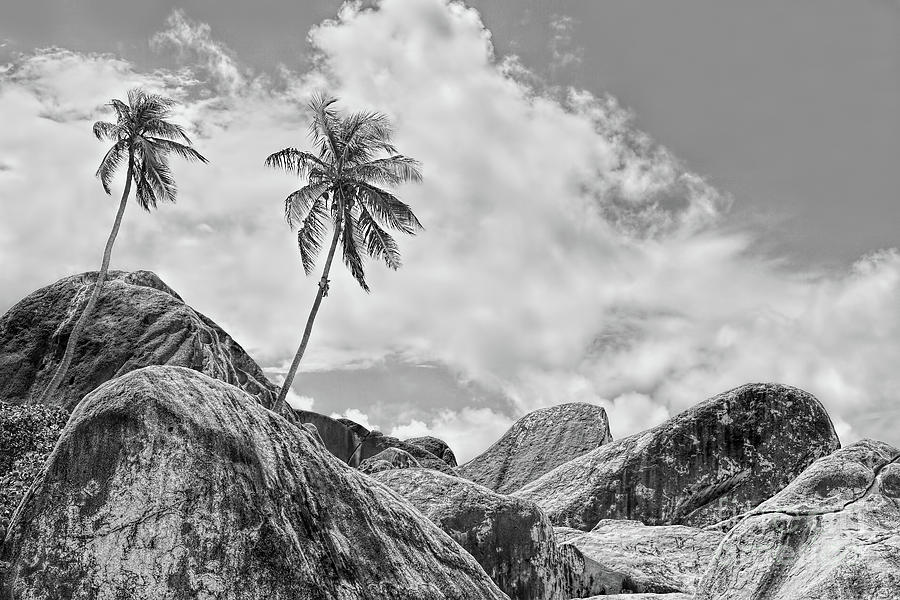 Nature Photograph - Two Coconut Trees by Olga Hamilton