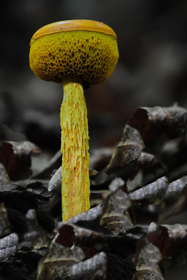 Two Colored Bolete Photograph by Eric Liller