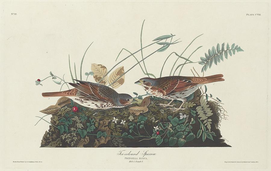John James Audubon Drawing - Two-Colored Sparrow by Dreyer Wildlife Print Collections 