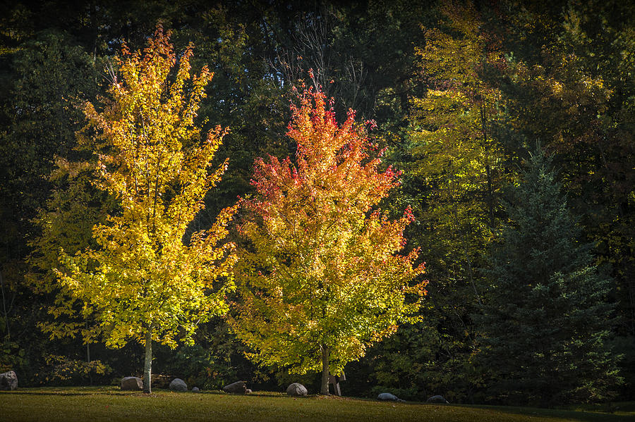 Two Colorful Autumn Trees Photograph by Randall Nyhof