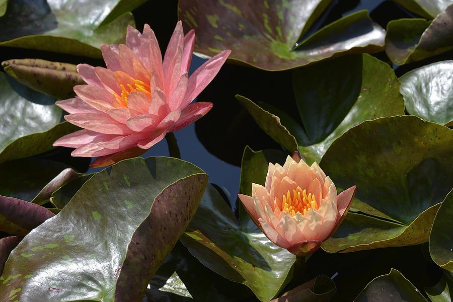 Two Coral Waterlilies Photograph by Tana Reiff