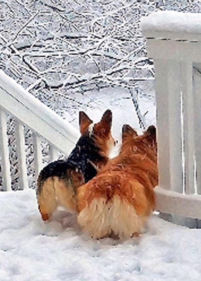 Two Corgis in the Snow Digital Art by Kathy Kelly