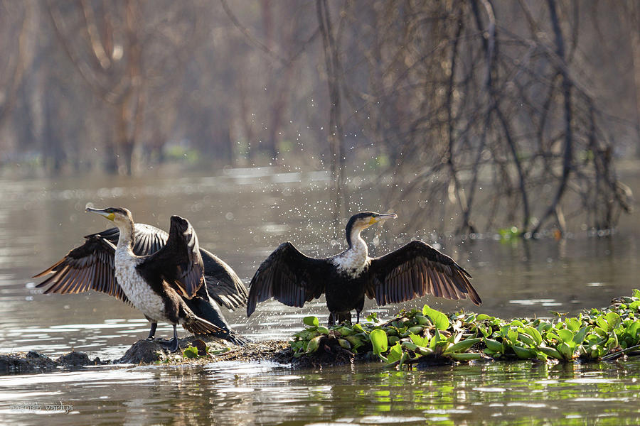 Two Cormorants Photograph by Aashish Vaidya