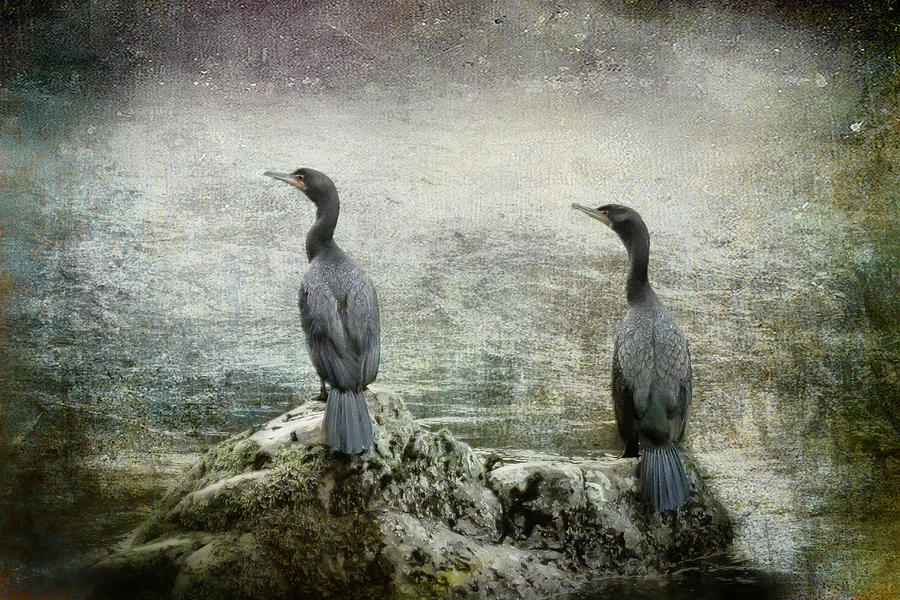 Two Cormorants Photograph by Belinda Greb