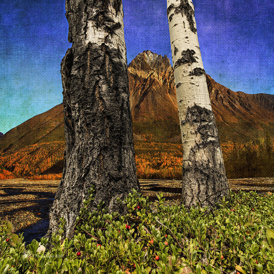 Two Cottonwood Trees and Kinnikinnik Photograph by Fred Denner