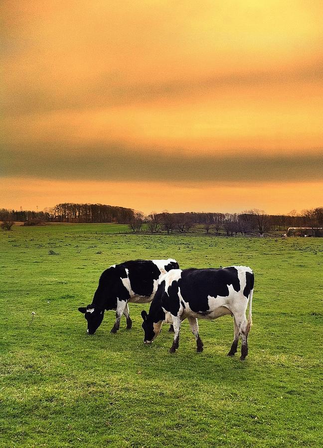 Two Cow Party Photograph By Daniel Berman Fine Art America