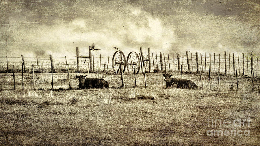 Vintage Photograph - Two Cows and A Magpie by Janice Pariza