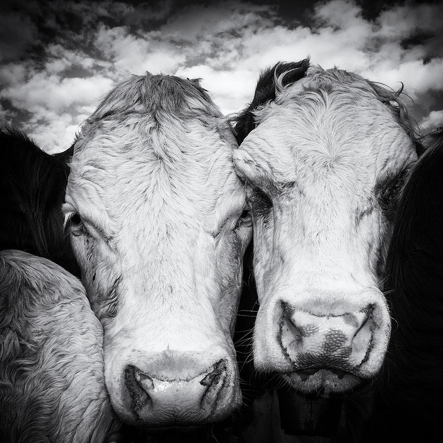 Two cows black and white Photograph by Matthias Hauser