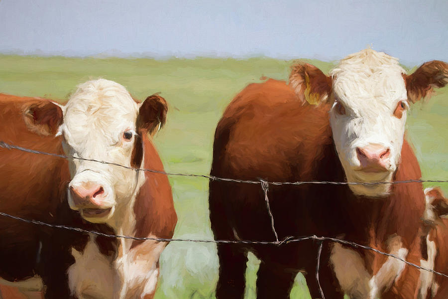Two Cows Digital Art Photograph by James BO Insogna