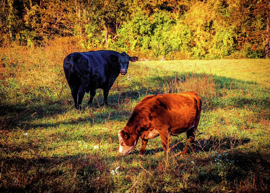 Two Cows Photograph